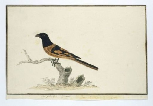 Laniarnus atrococcineus (Crimson-breasted shrike)