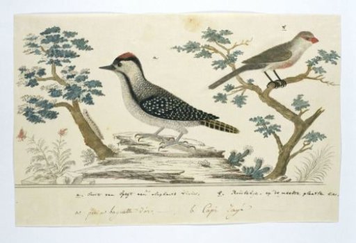 Dendropicos fuscescens (Cardinal woodpecker) and Estrilda astrild (Common waxbill)