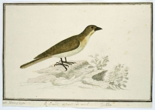 Indicator indicator (Greater honeyguide)