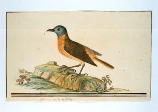 Monticola rupestris (Cape rock thrush)
