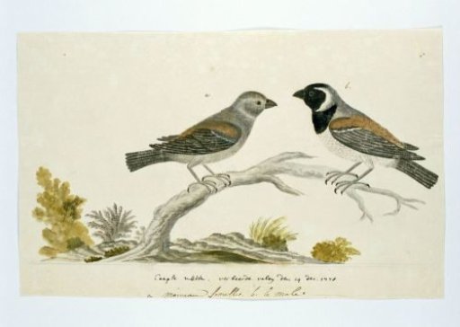 Passer melanurus (Cape sparrow or mossie)