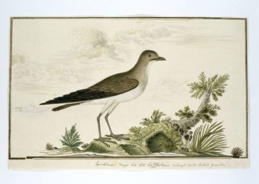 Glareola nordmanni (Black-winged pratincole)