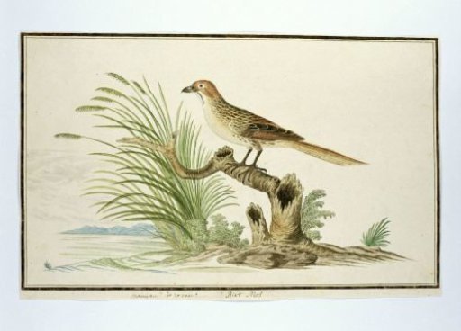 Sphenoeacus afer (Cape grassbird)