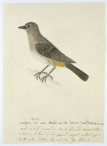 Pycnonotus capensis (Cape bulbul)