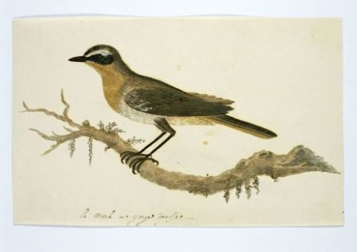 Cossypha caffra (Cape robin-chat)