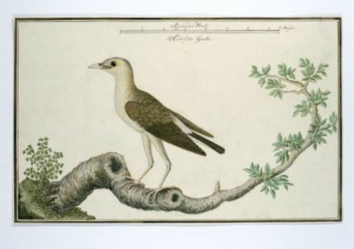 Creatophora cinerea (Wattled starling)