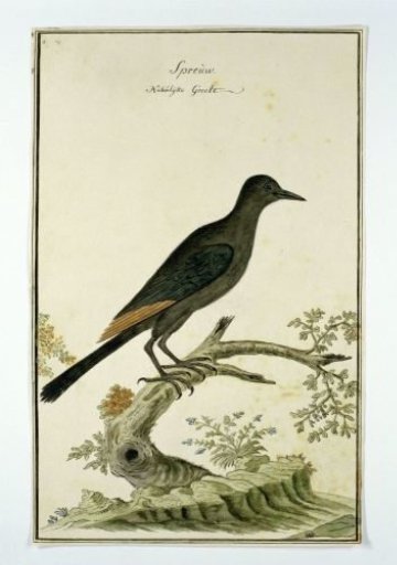 Onychognathus morio (Red-winged starling)