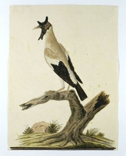 Creatophora cinerea (Wattled starling)