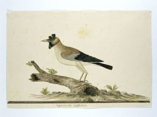 Creatophora cinerea (Wattled starling)