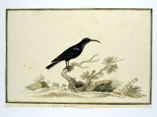 Nectarinia amethystina (Amethyst sunbird)