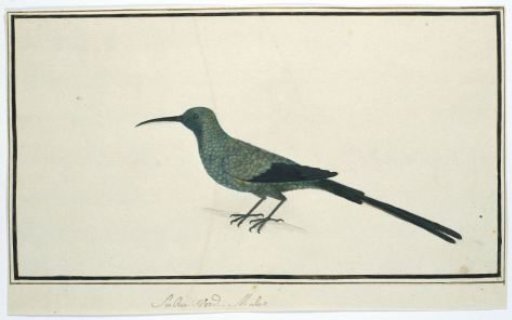 Nectarinia famosa (Malachite sunbird)