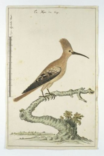 Upupa africana (Hoopoe)