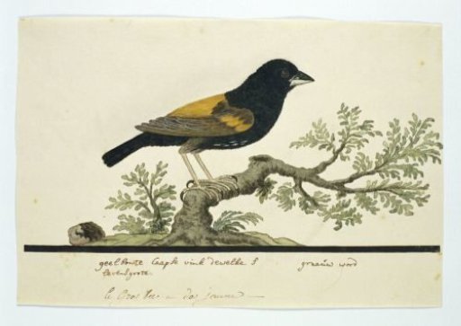 Euplectes capensis (Yellow bishop)