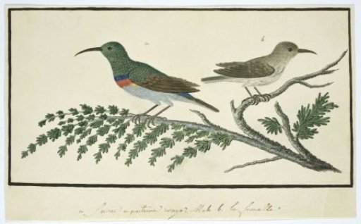 Nectarinia afra (Greater double-collared sunbird)