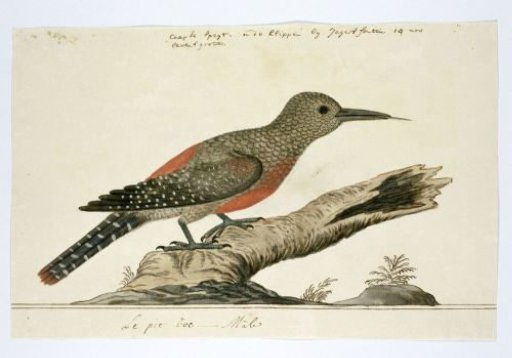 Geocolaptes olivaceus (Ground woodpecker)