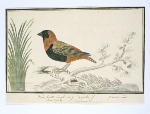 Euplectes orix (Southern red bishop)
