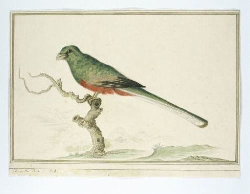 Apaloderma narina (Narina trogon)
