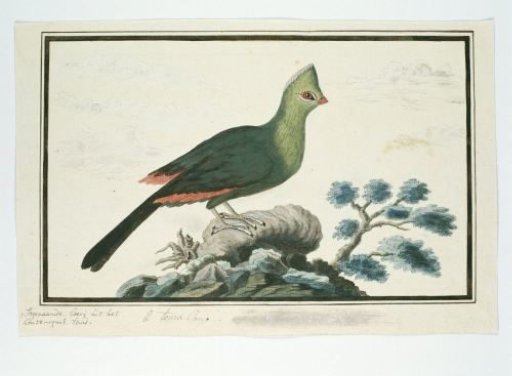 Tauraco corythaix (Knysna turaco or Knysna lourie)