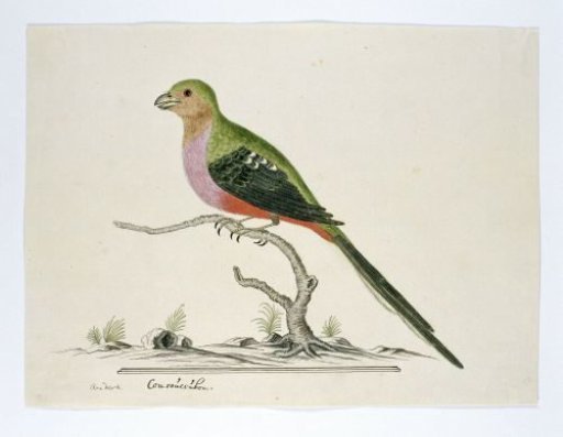 Apaloderma narina (Narina trogon)