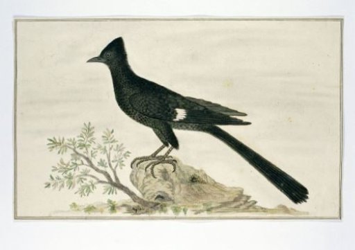 Clamator jacobinus (Jacobin cuckoo)