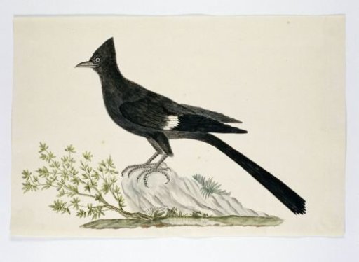 Clamator jacobinus (Jacobin cuckoo)