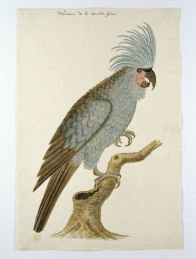 Palm cockatoo