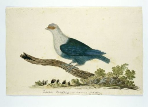 Indian turtle dove from the Seychelles