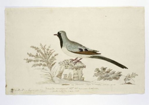 Oena capensis (Namaqua dove)