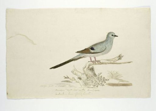 Oena capensis (Namaqua dove)