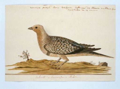 Pteroclurus namaqua (Namaqua sandgrouse)