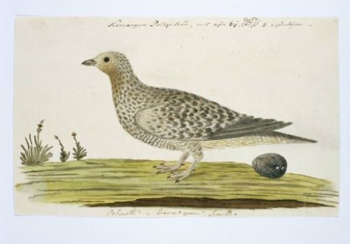 Pteroclurus namaqua (Namaqua sandgrouse)