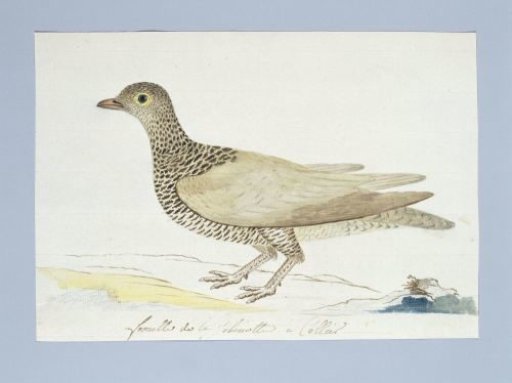 Pteroclurus bicinctus (Double-banded sandgrouse)