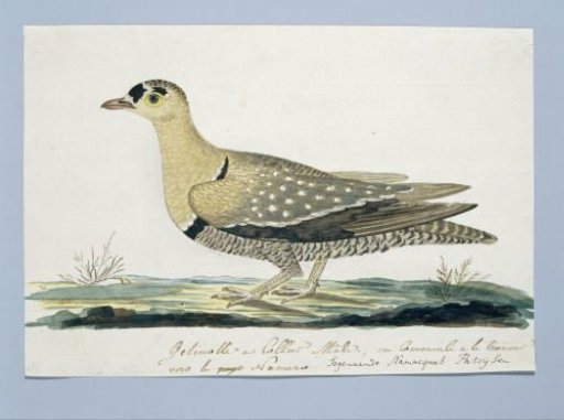 Pteroclurus bicinctus (Double-banded sandgrouse)
