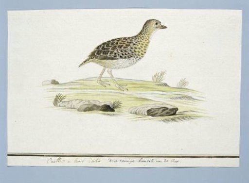 Turnix hottentotta (Hottentot buttonquail)