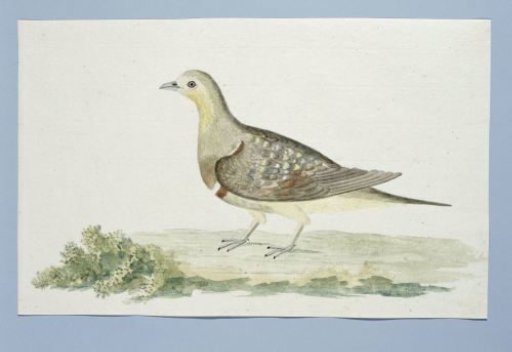 Pterocles namaqua (Namaqua sandgrouse)