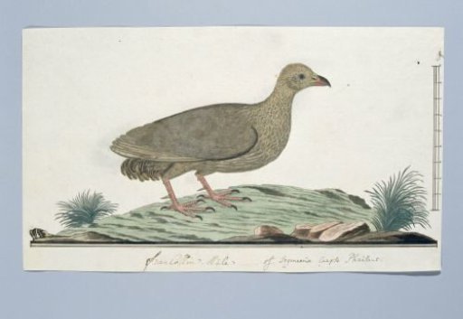 Francolinus capensis (Cape spurfowl or Cape francolin)