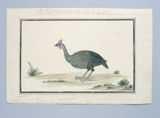 Numida meleagris (Helmeted guineafowl)