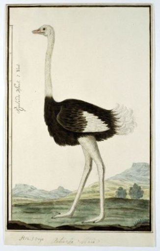 Struthio camelus (Ostrich)