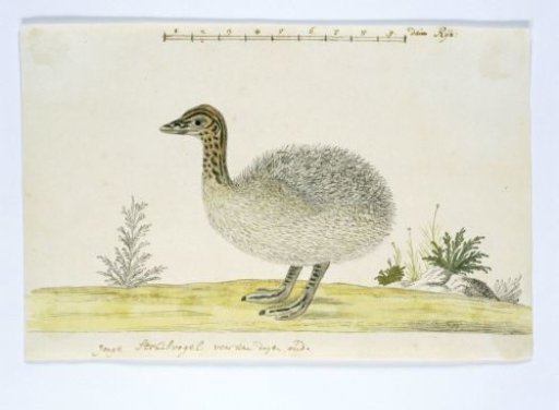 Struthio camelus (Common ostrich)