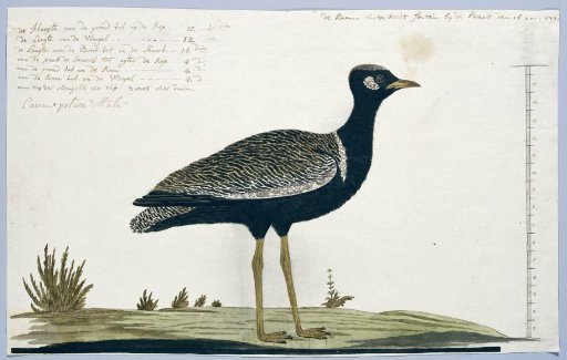 Afrotis afra (Southern black korhaan)