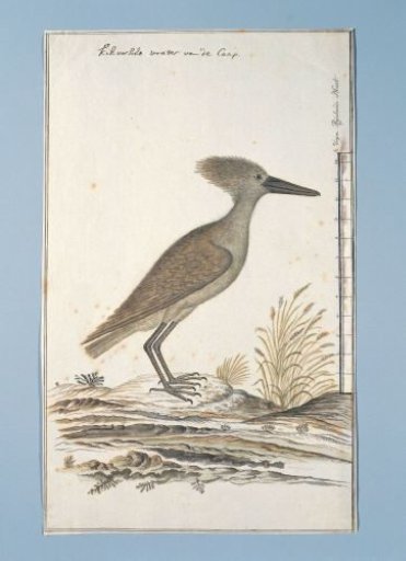 Scopus umbreitta (Hamerkop)