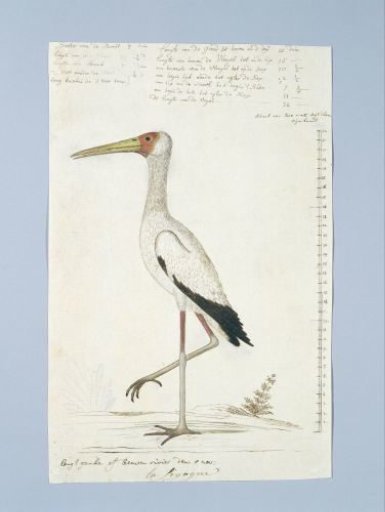 Mycteria ibis (Yellow-billed stork)