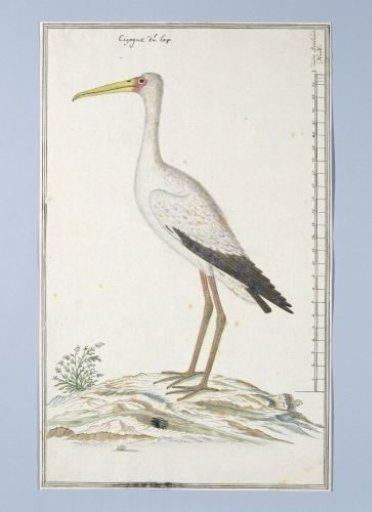 Mycteria ibis (Yellow-billed stork or Wood stork)