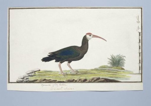 Geronticus calvus (Southern bald ibis)