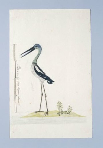 Grus rubicunda (Brolga or Australian crane)