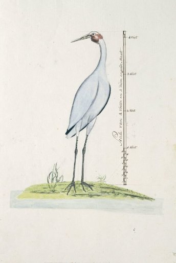 Antigone rubicunda (Brolga, or Australian Crane)
