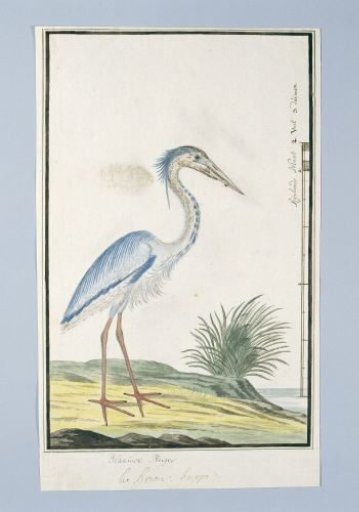 Ardea cinerea (Grey heron)