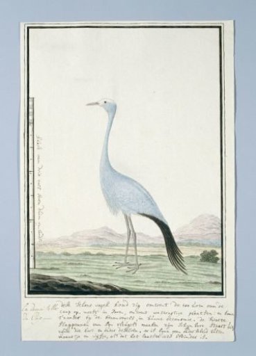 Anthropoides paradisea (Blue crane or Stanley crane)