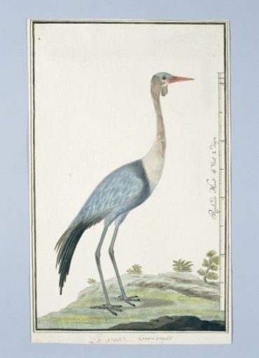 Grus carunculatus/ Bugeranus carunculatus (Wattled crane)