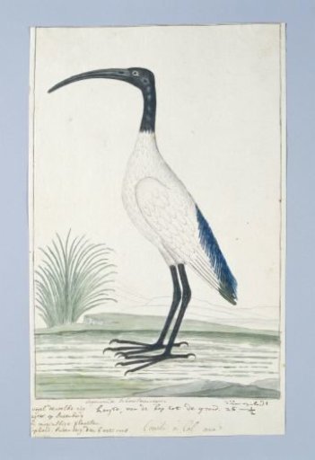 Threskiornis aethiopicus (African sacred ibis)